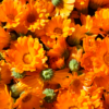 Sels de bain au calendula