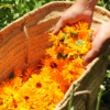 Sels de bain au calendula