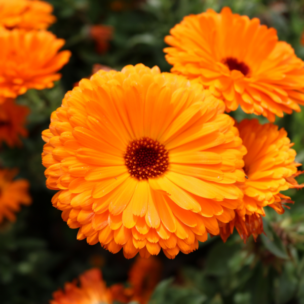 Baume Calendula