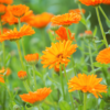 Macérât de calendula