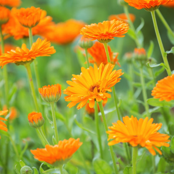 Macérât de calendula