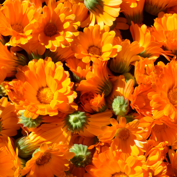 Sels de bain au calendula